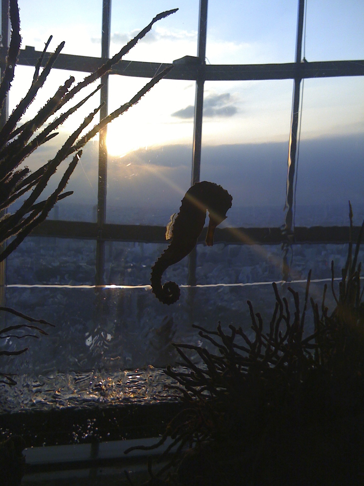 Sky Aquarium III Exhibit, Tokyo 2009