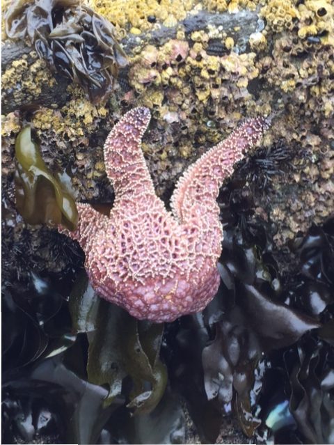 Tenacious starfish, Pacific Coast of Canada