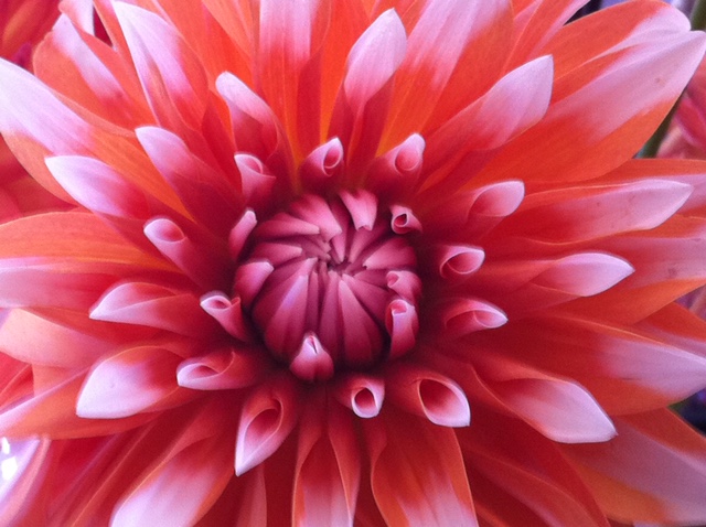 Dahlia